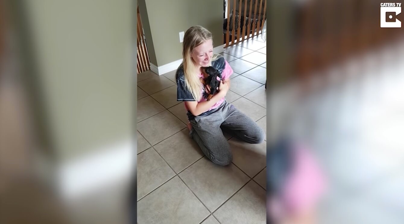 ダックスフンド,動画