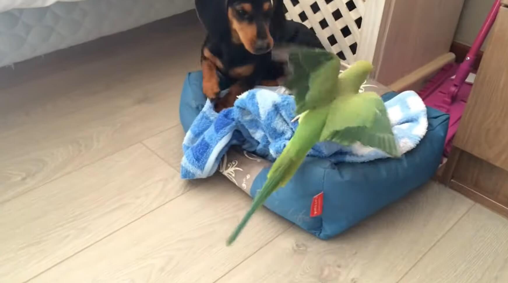 ダックスフンド,動画