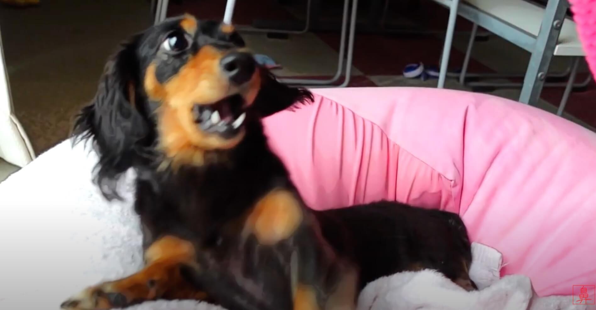 ダックスフンド,動画