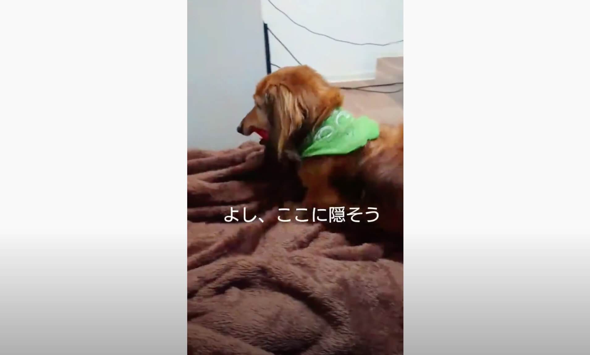 ダックスフンド,動画