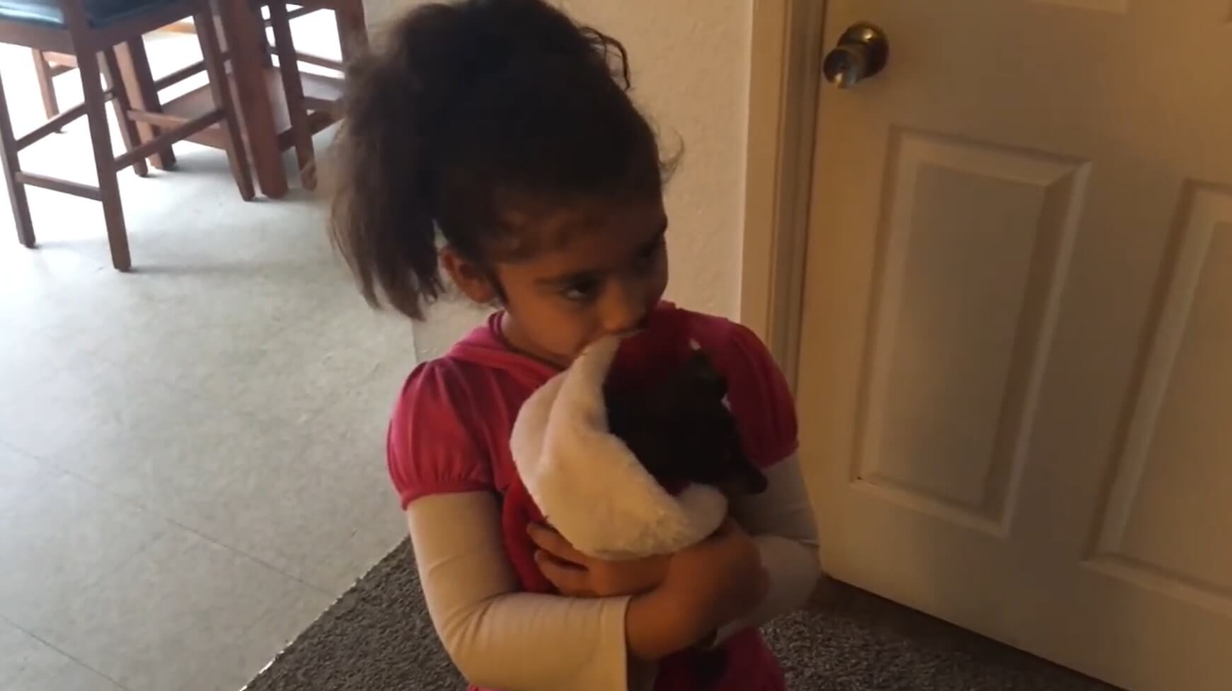 ダックスフンド,動画