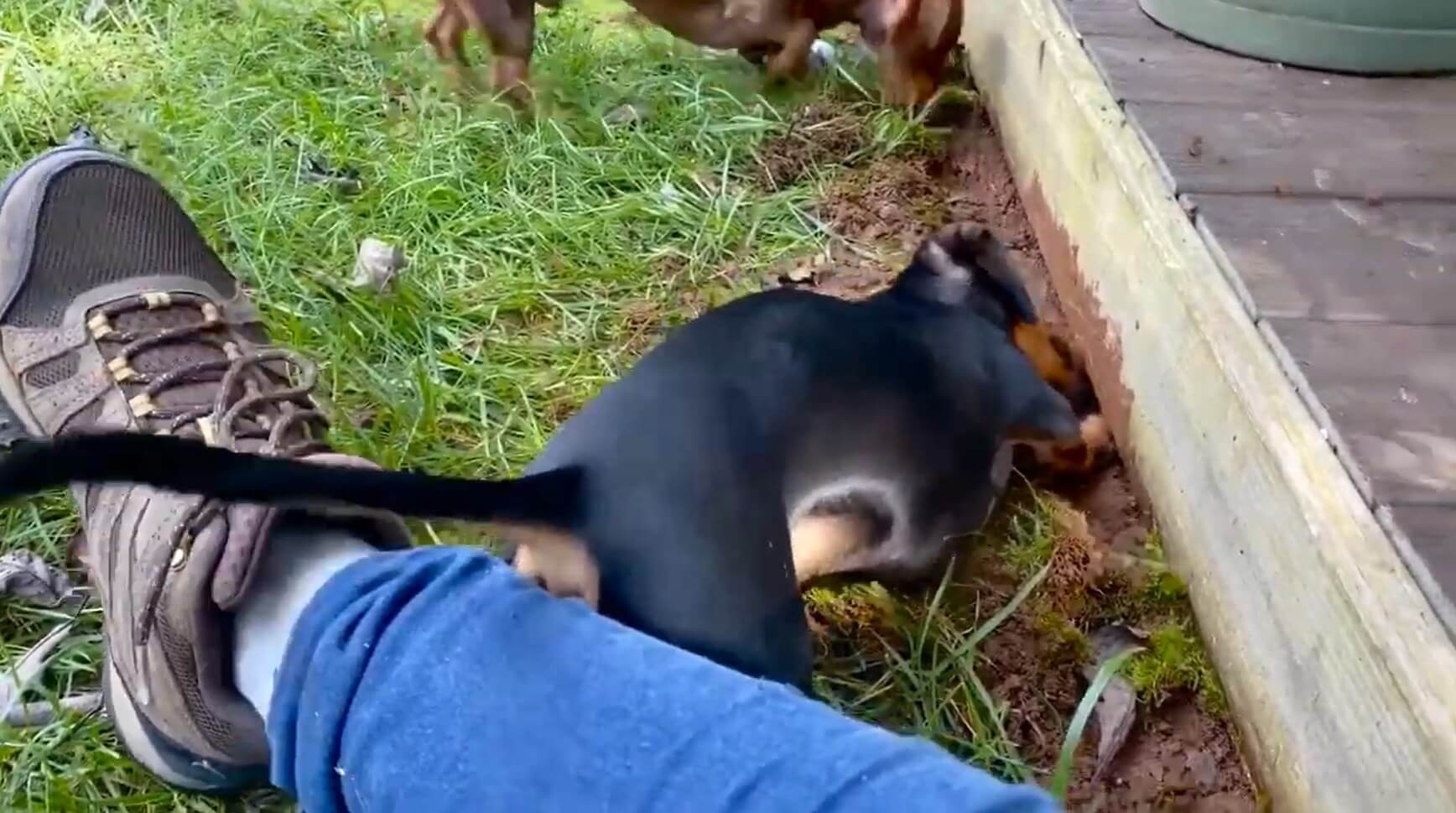 ダックスフンド,動画