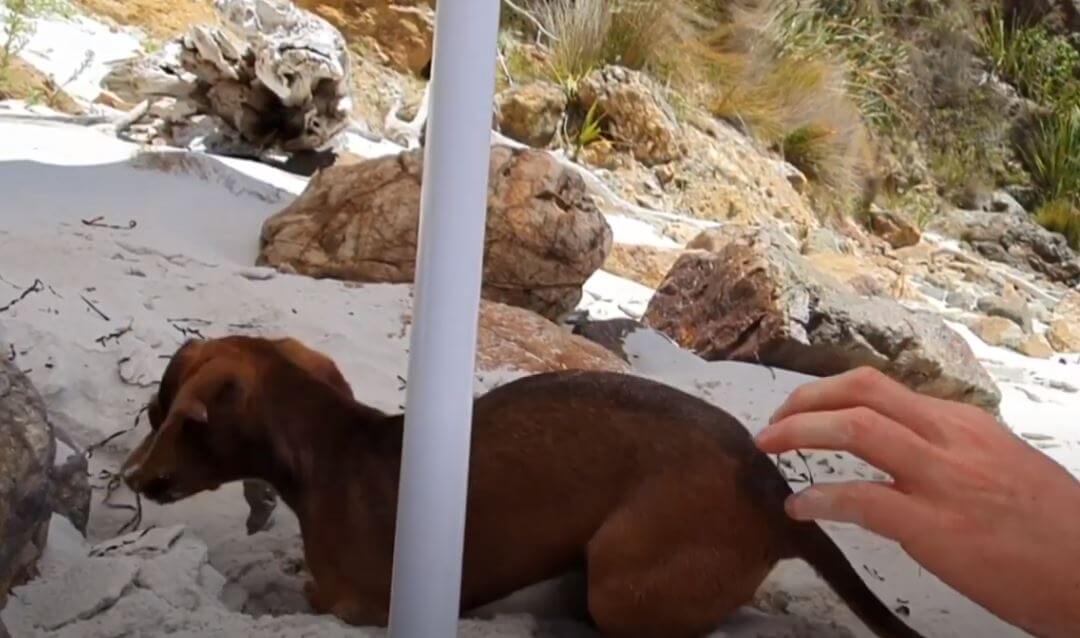 ダックスフンド,動画