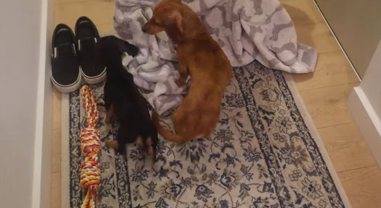 ダックスフンド,動画