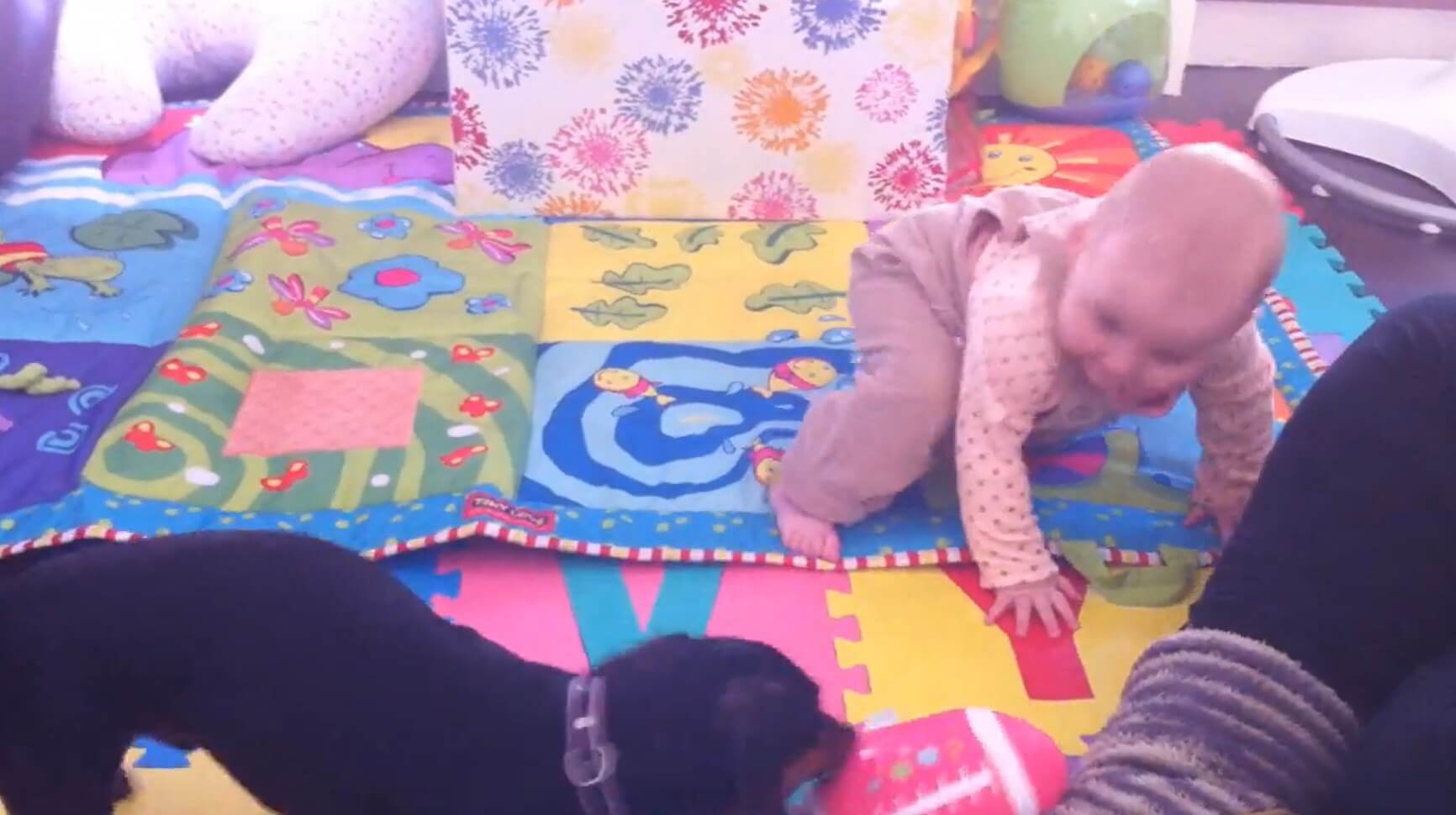 ダックスフンド,動画