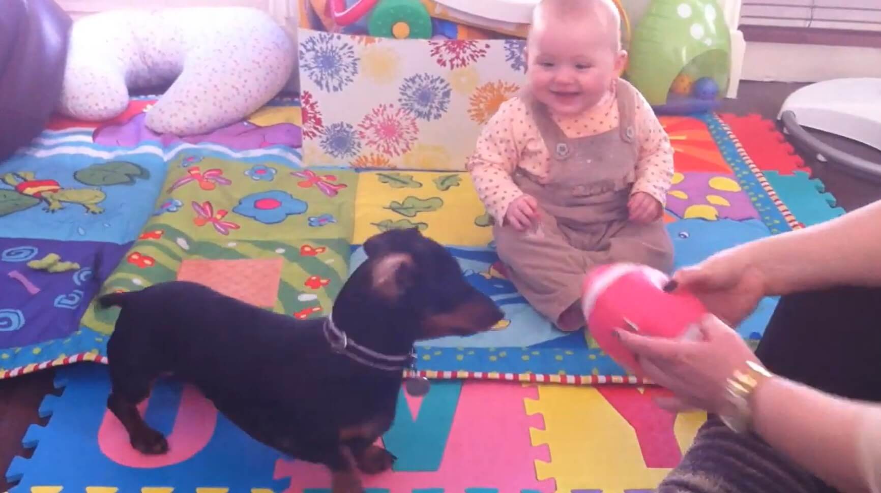 ダックスフンド,動画