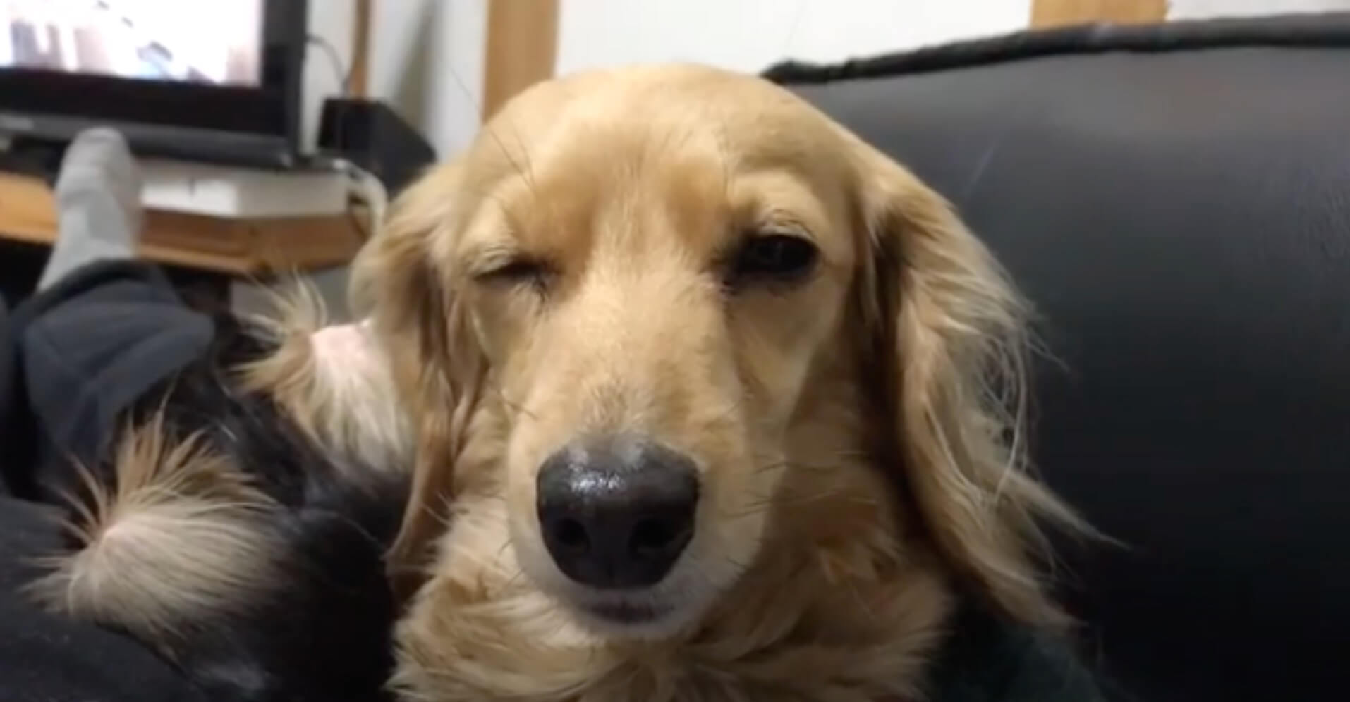 ダックスフンド,動画