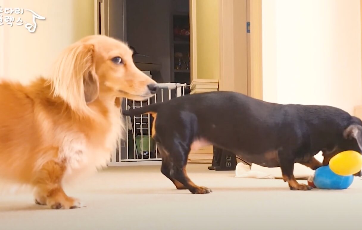 ダックスフンド,動画