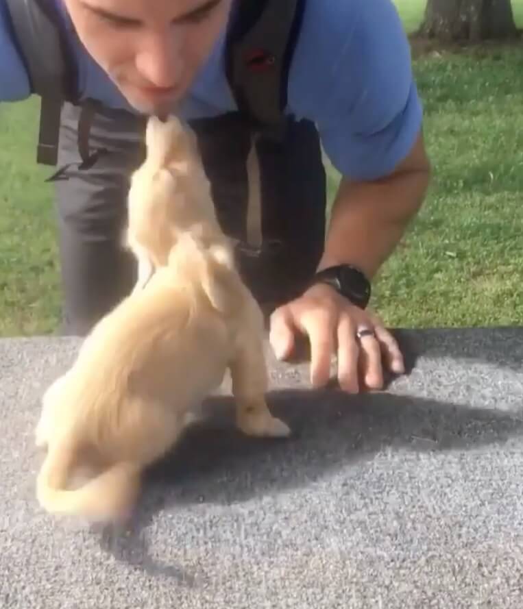 ダックスフンド,動画