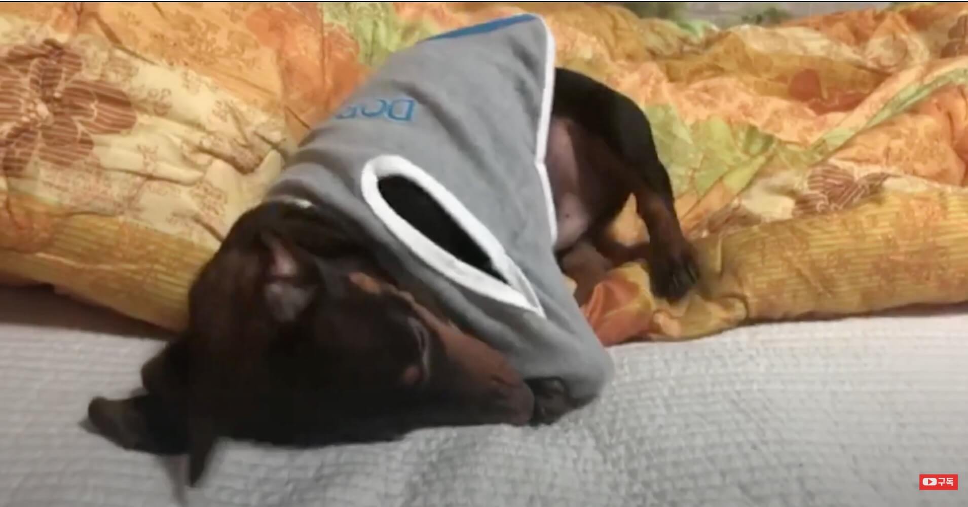 ダックスフンド,動画