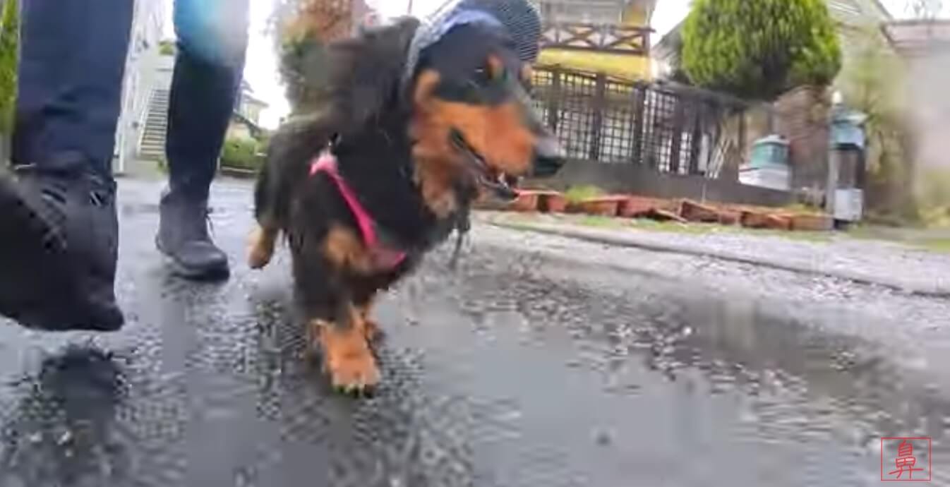 ダックスフンド,動画