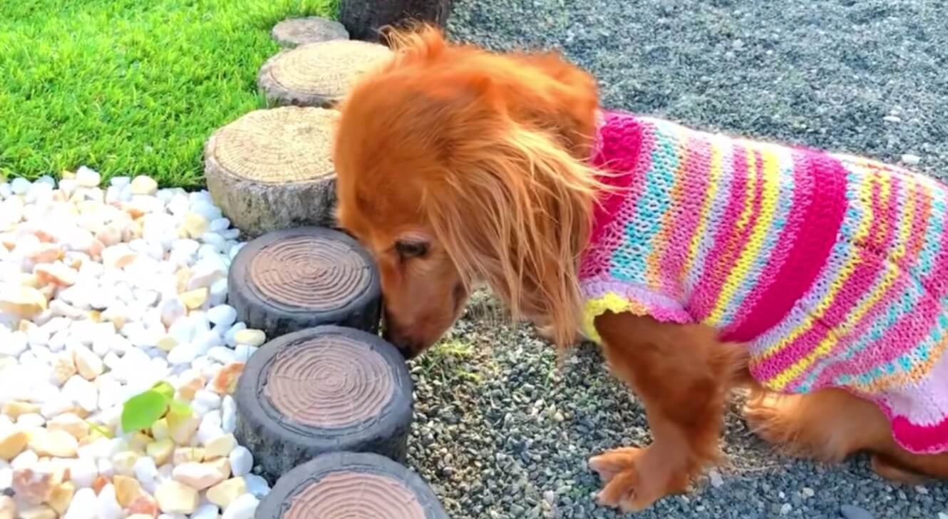 ダックスフンド,動画