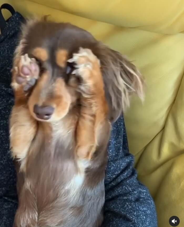 ダックスフンド,動画