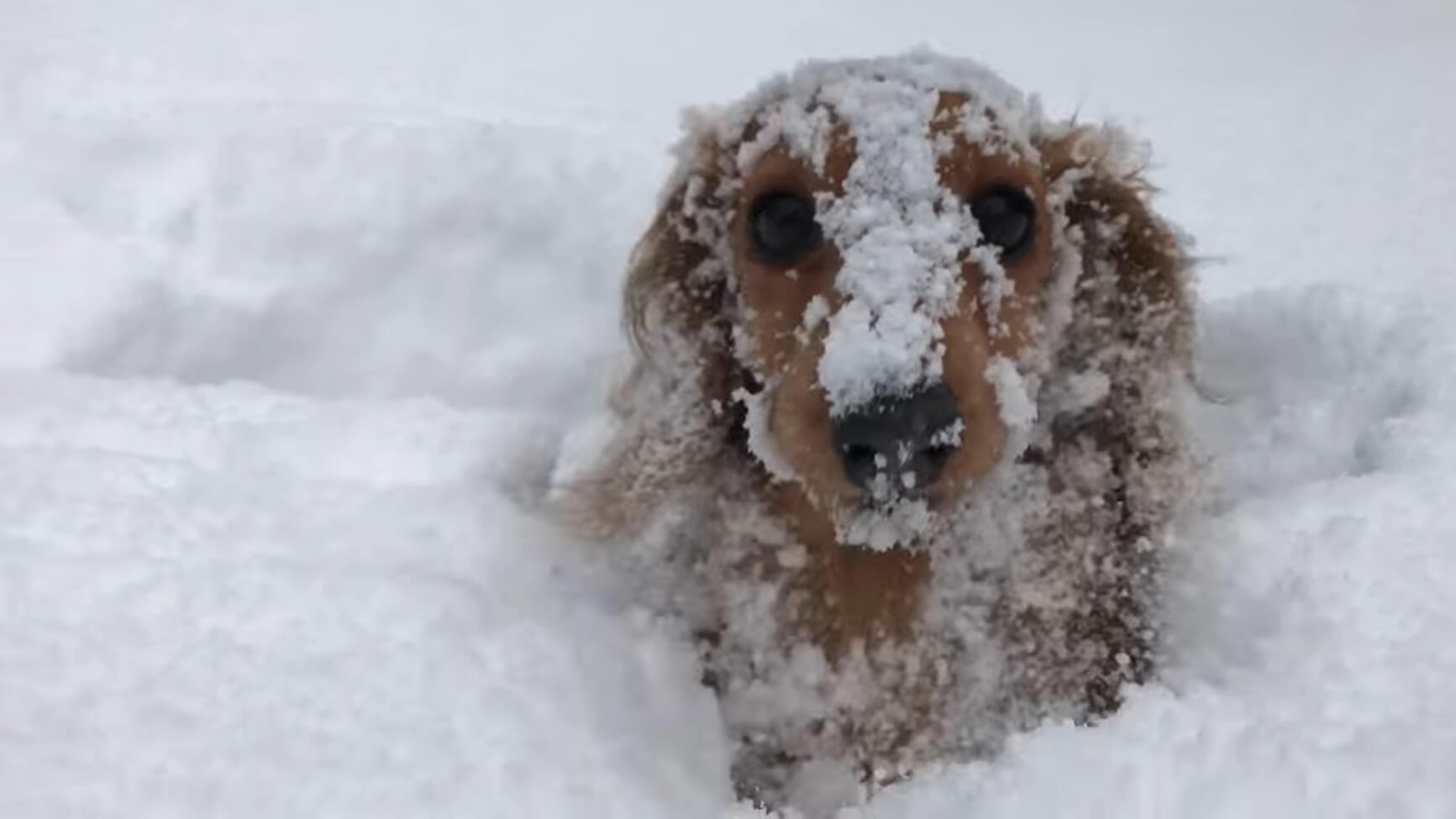 ダックスフンド,動画