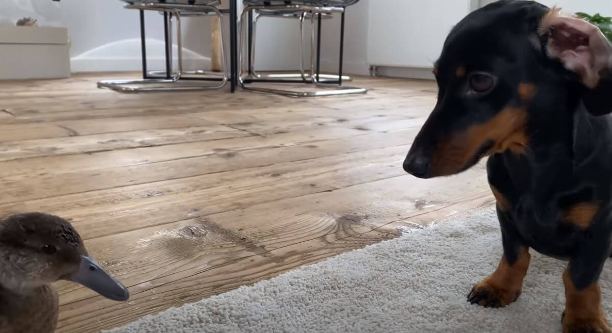 ダックスフンド,動画