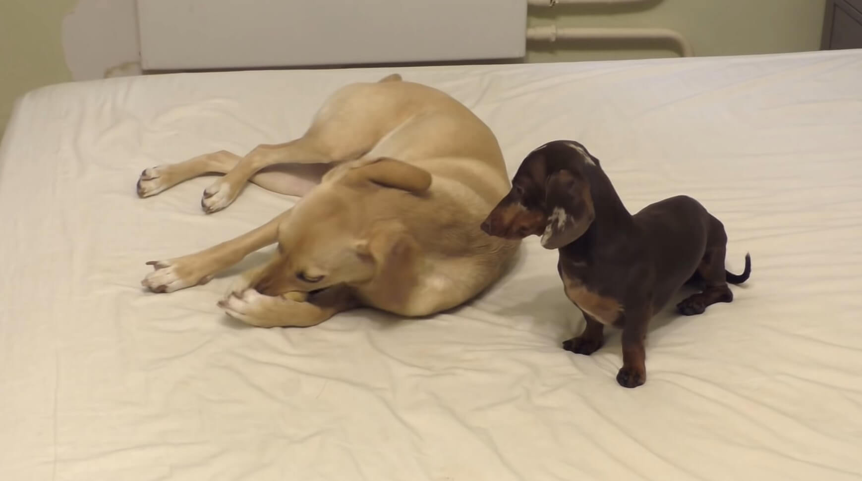 ダックスフンド,動画