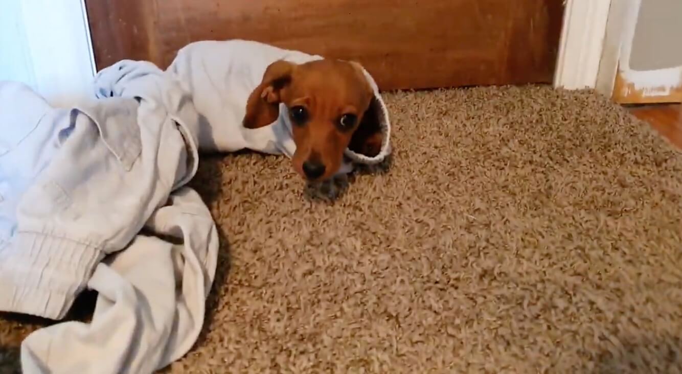 ダックスフンド,動画