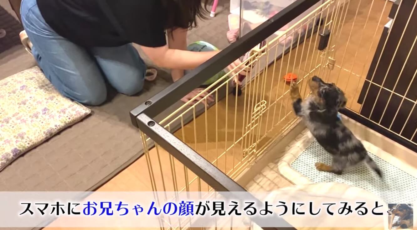 ダックスフンド,動画