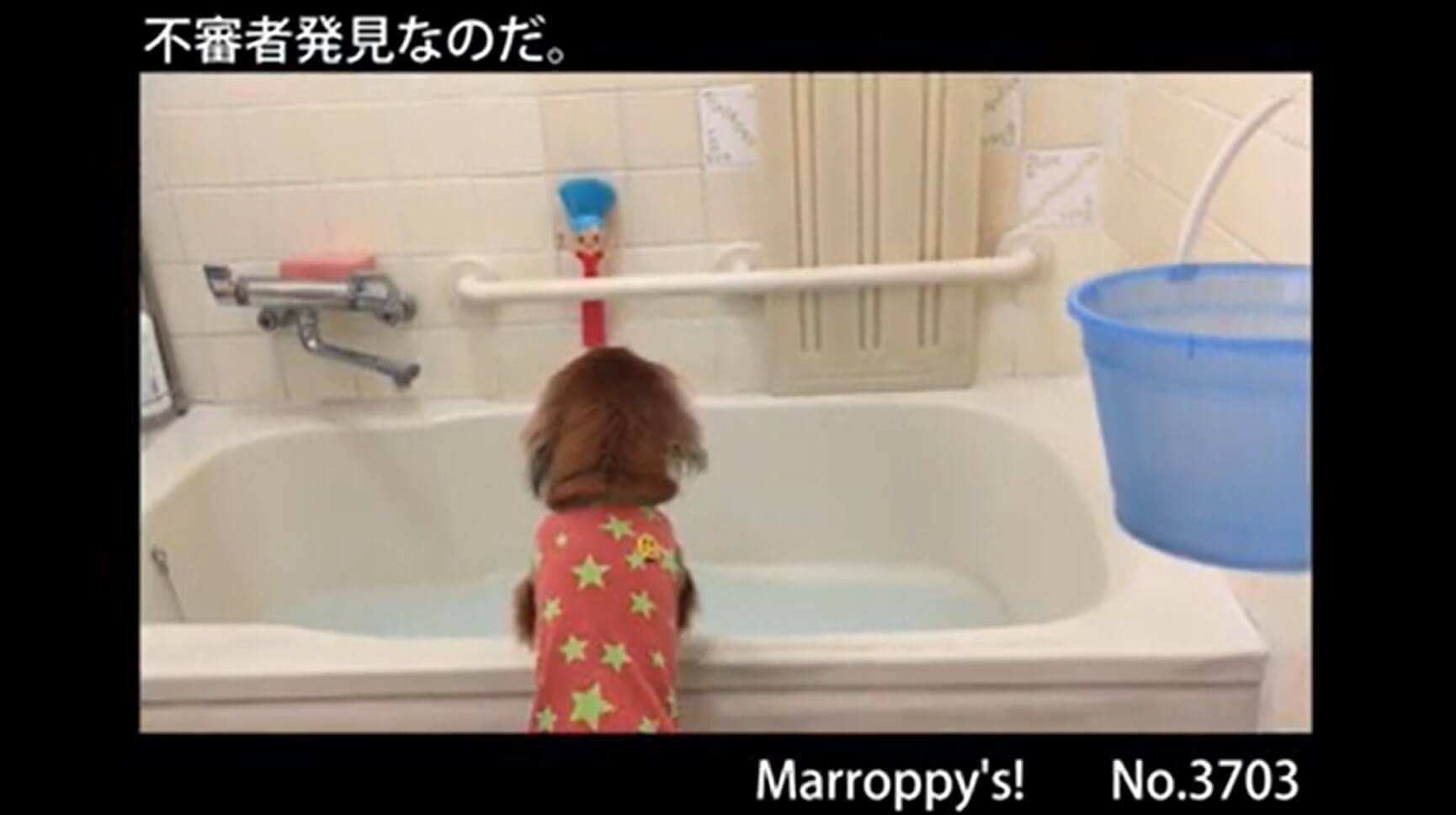 ダックスフンド,動画