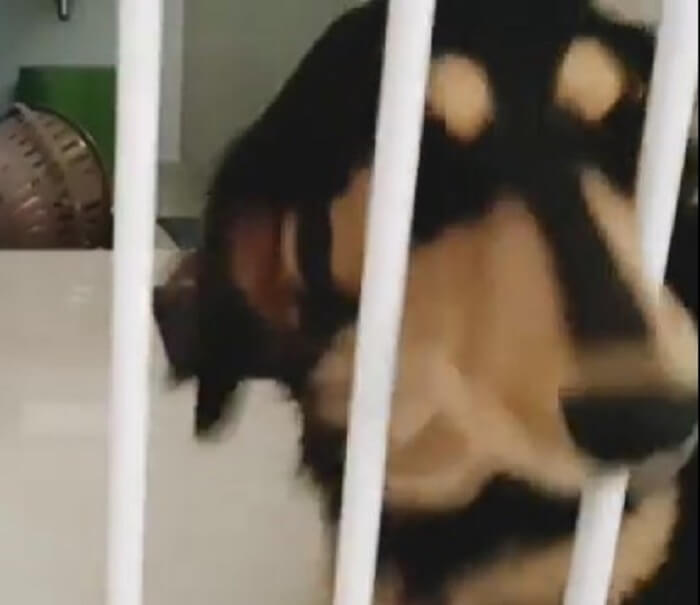 ダックスフンド,動画