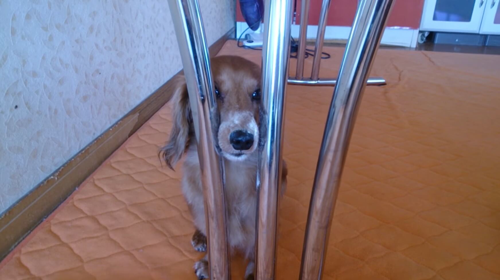 ダックスフンド,動画