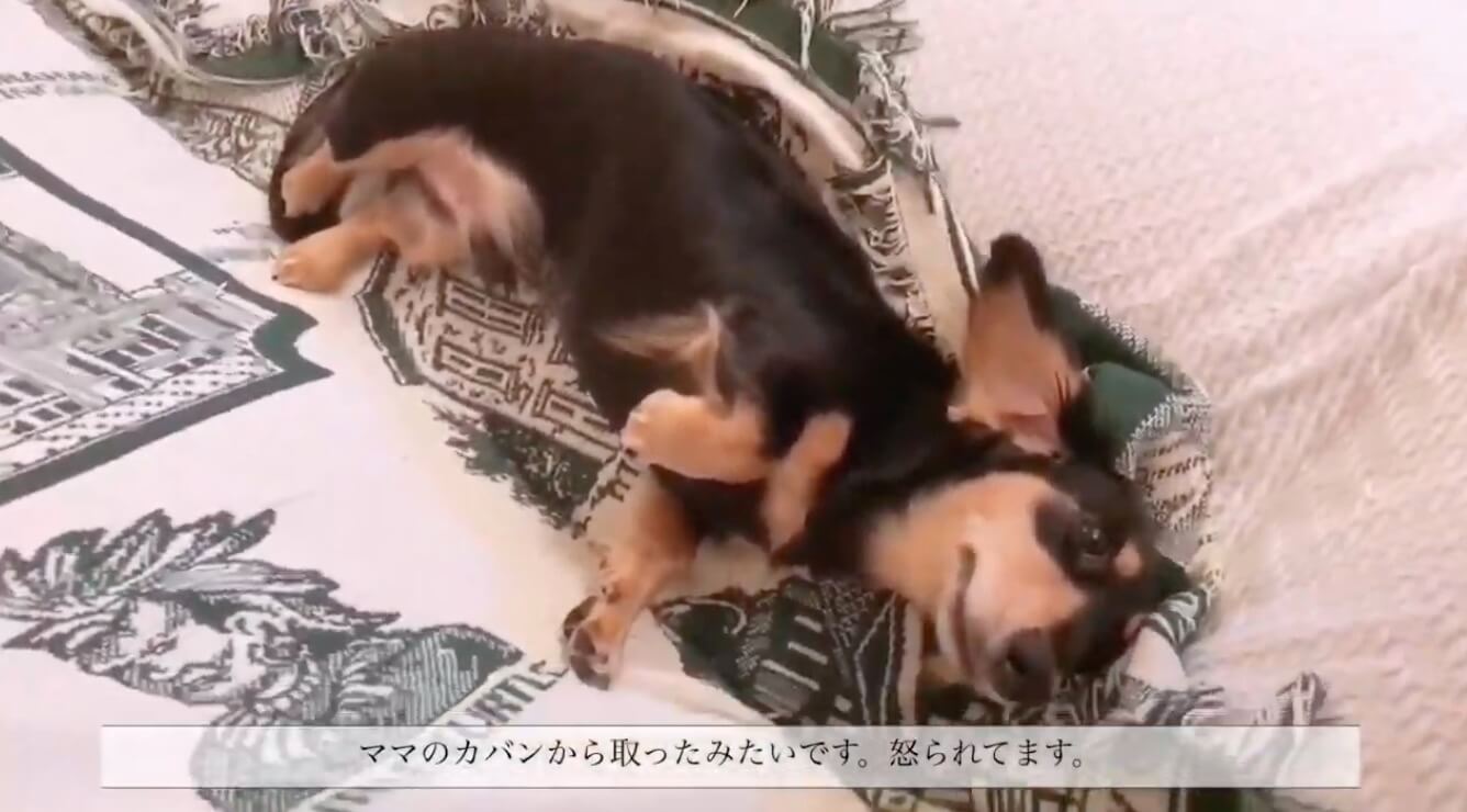 ダックスフンド,動画