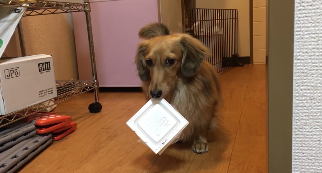 ダックスフンド,動画