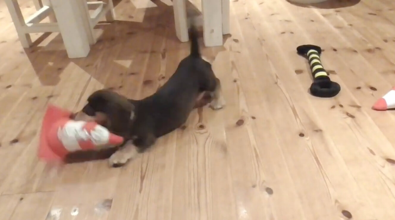 ダックスフンド,動画