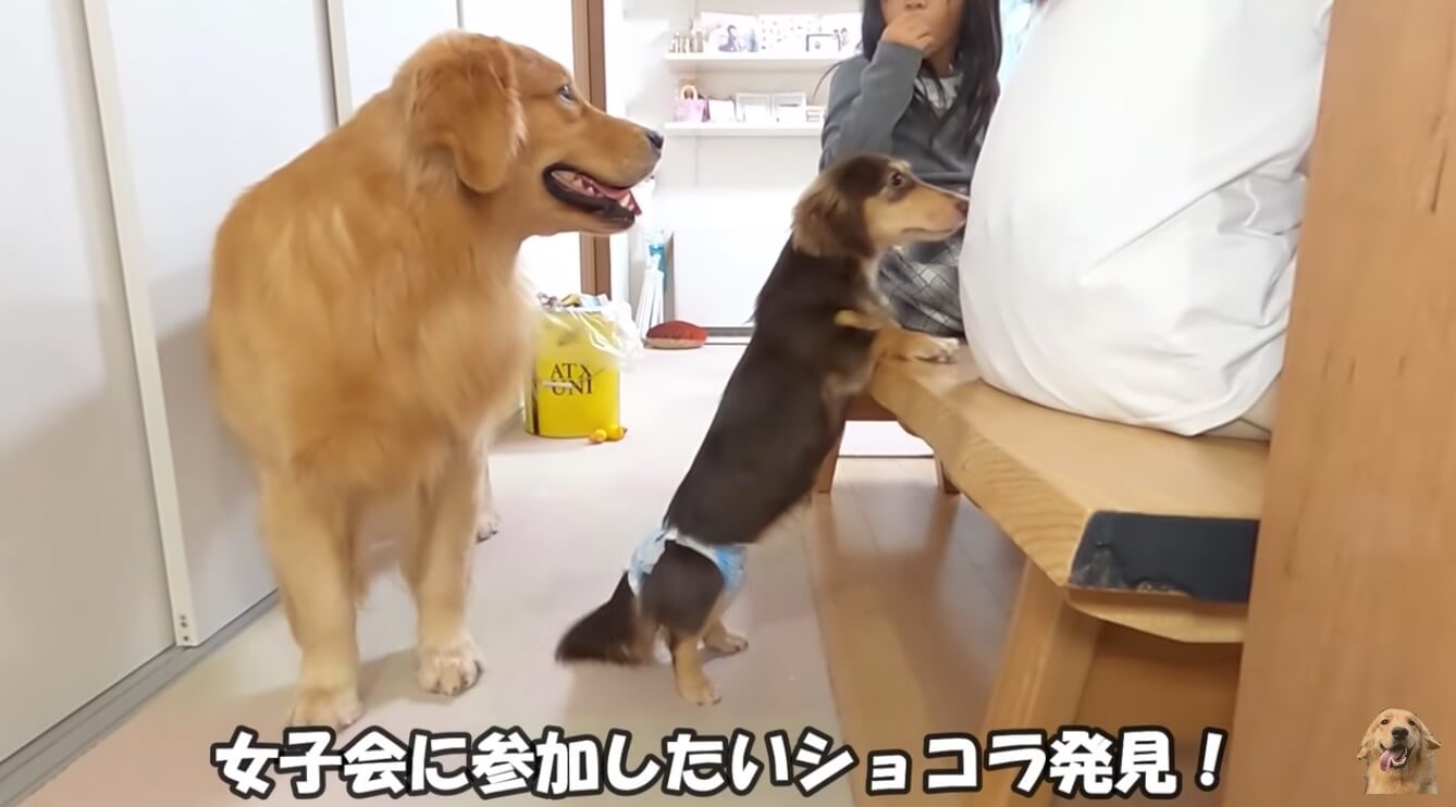 ダックスフンド,動画