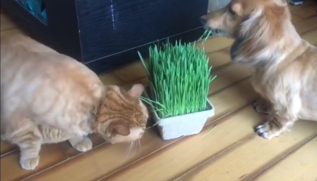 ダックスフンド,動画