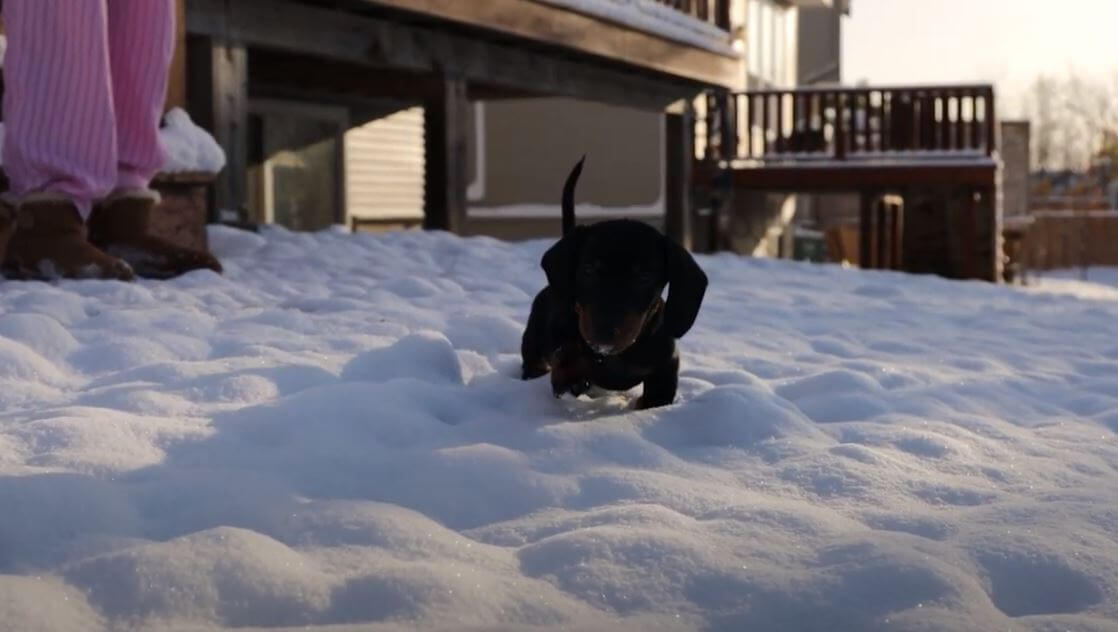 ダックスフンド,動画