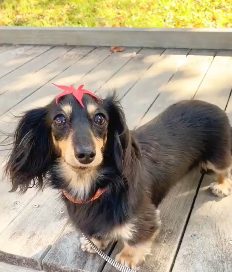 ダックスフンド,動画