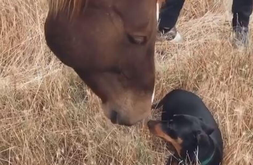 ダックスフンド,動画