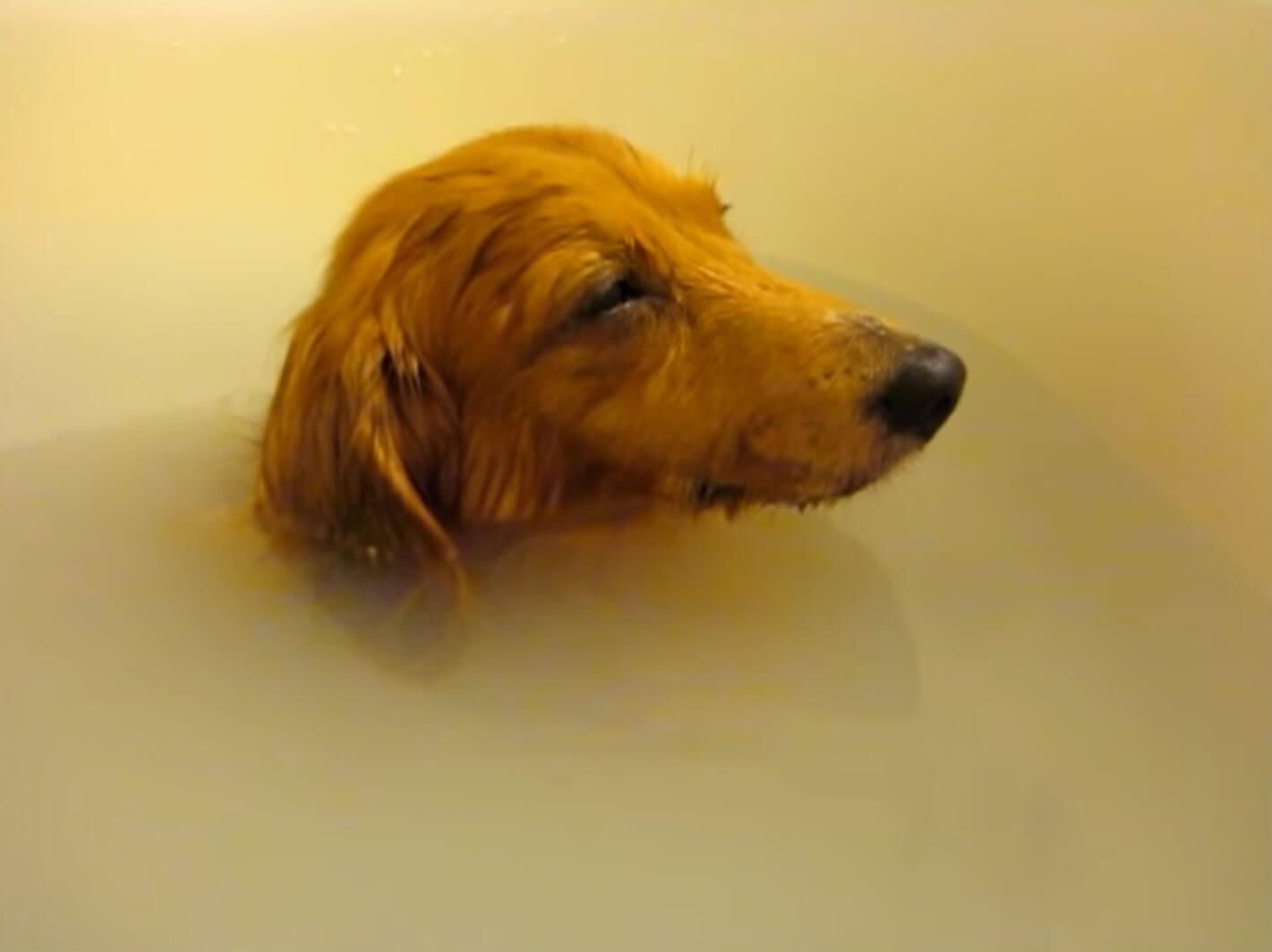 ダックスフンド,動画