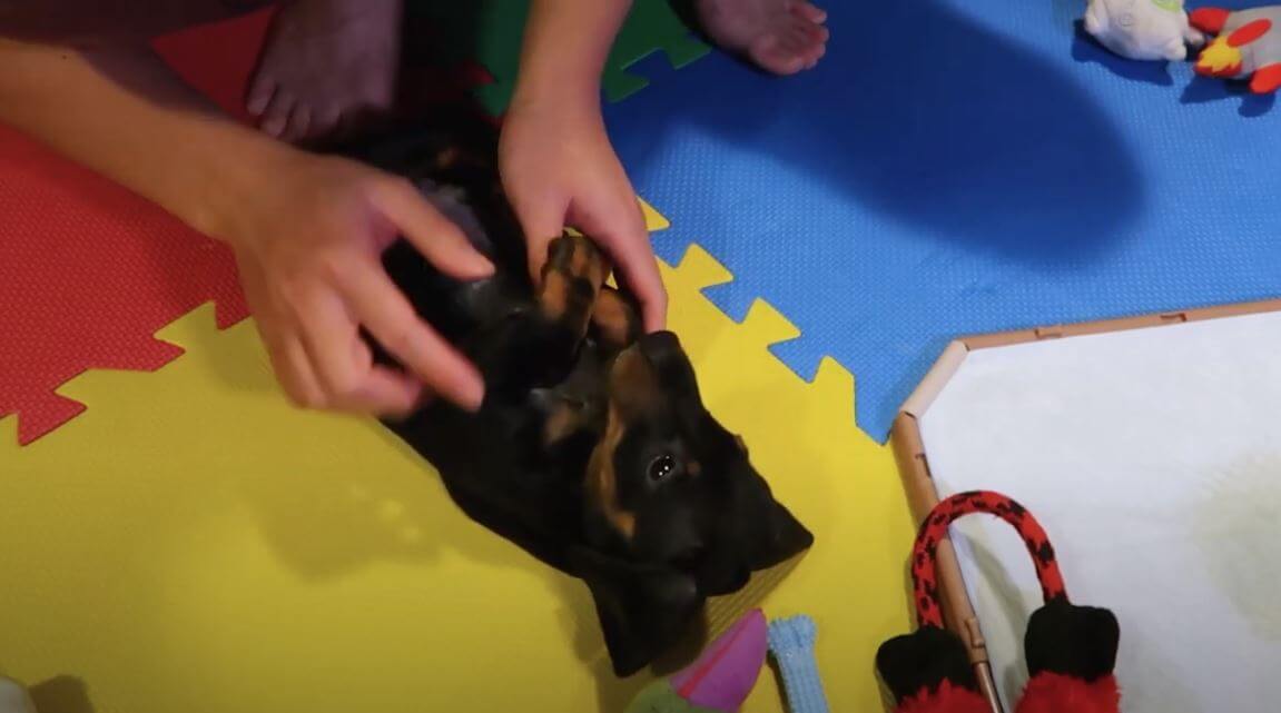 ダックスフンド,動画