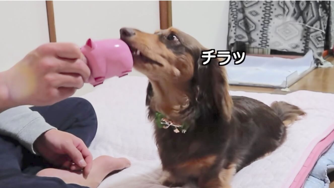 ダックスフンド,動画