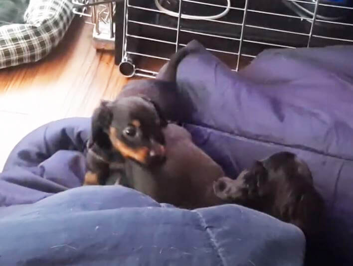 ダックスフンド,動画