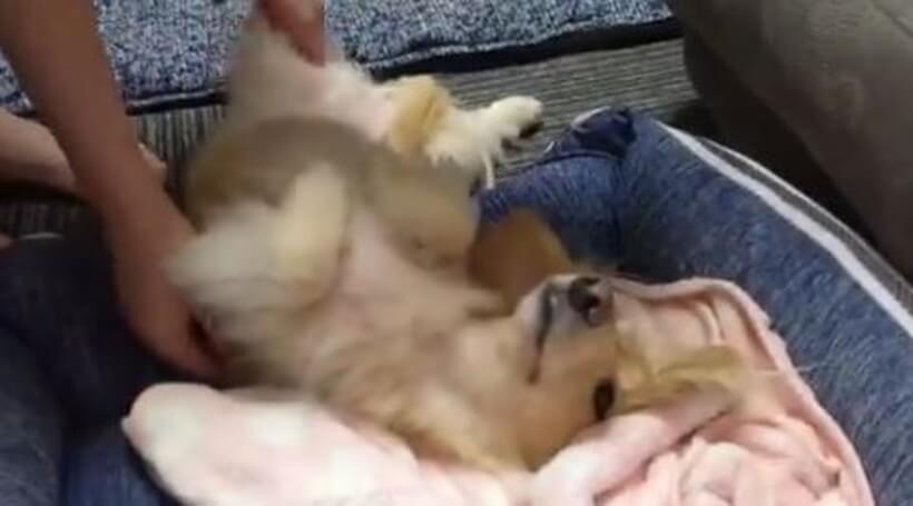 ダックスフンド,動画