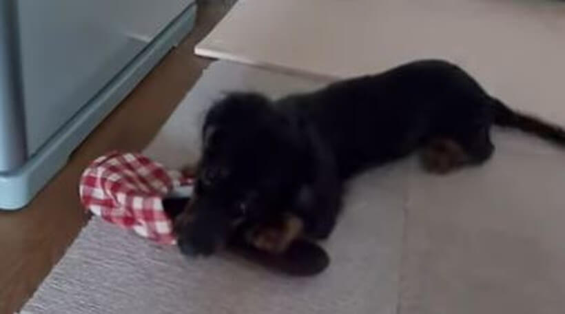 ダックスフンド,動画