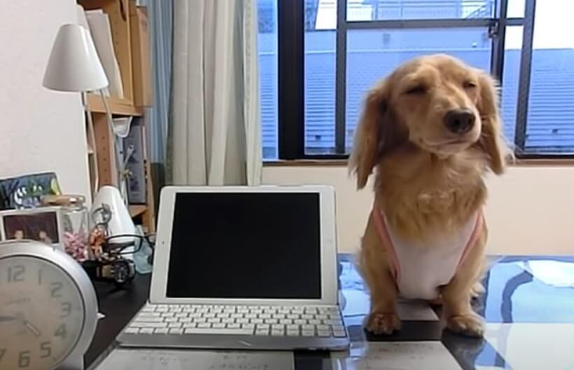 ダックスフンド,動画