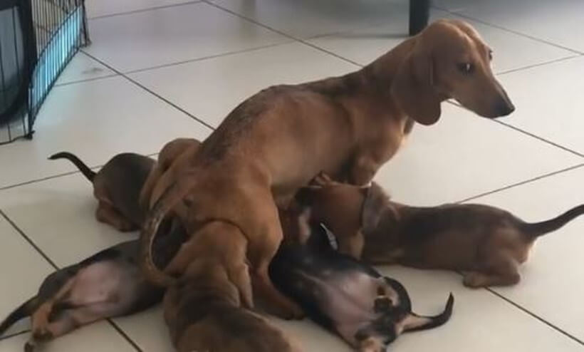 ダックスフンド,動画