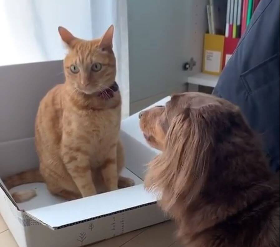 ダックスフンド,動画