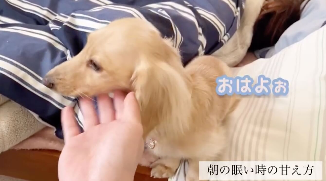 ダックスフンド,動画