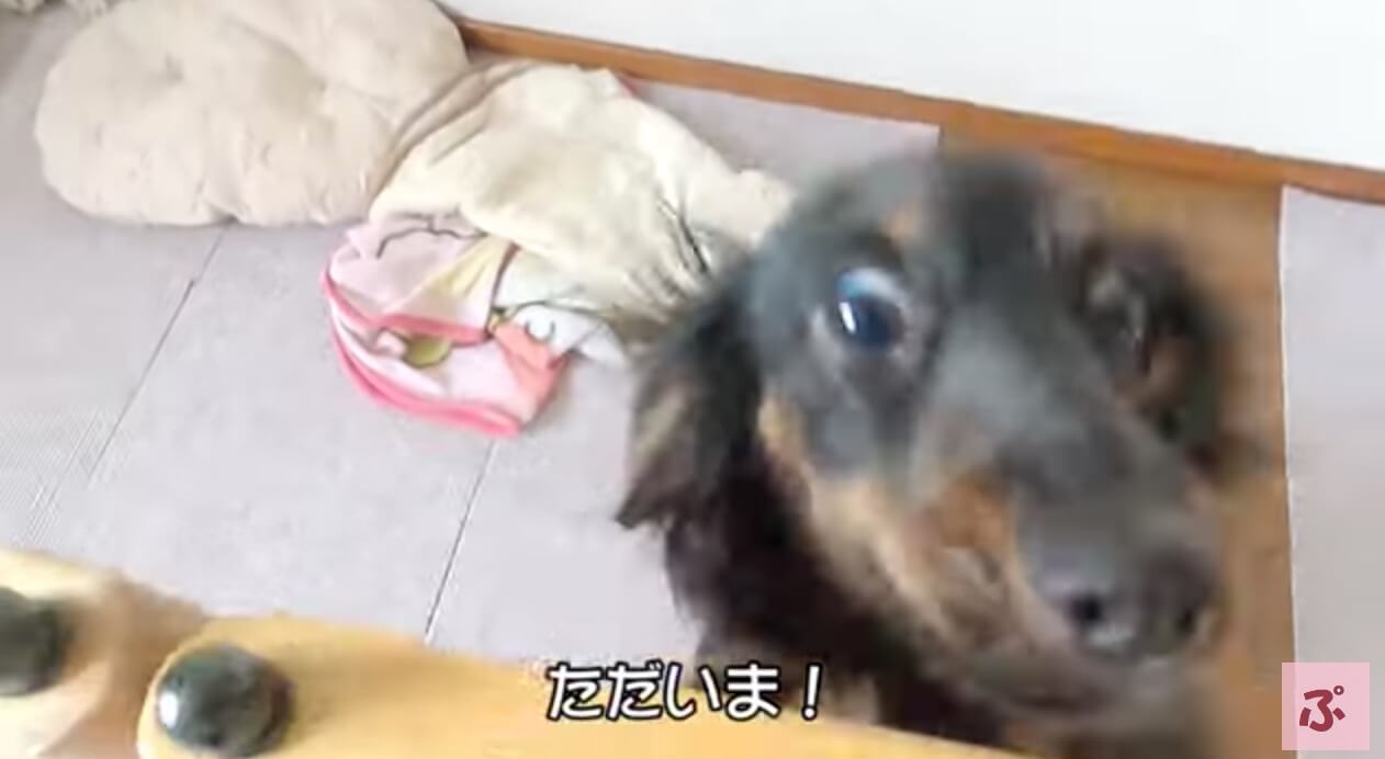 ダックスフンド,動画