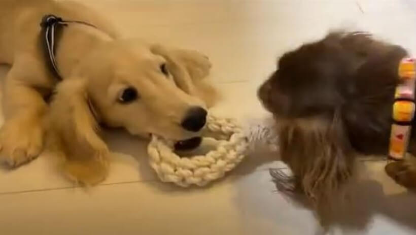 ダックスフンド,動画