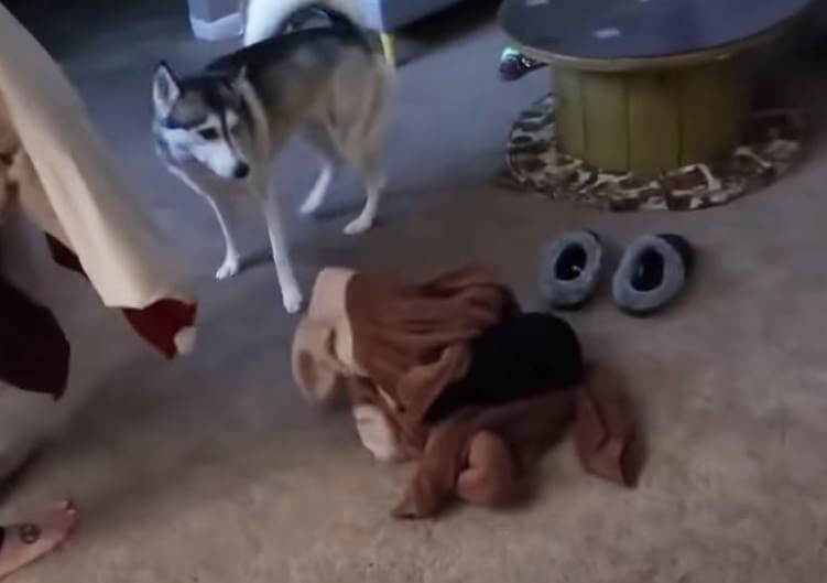 ダックスフンド,動画