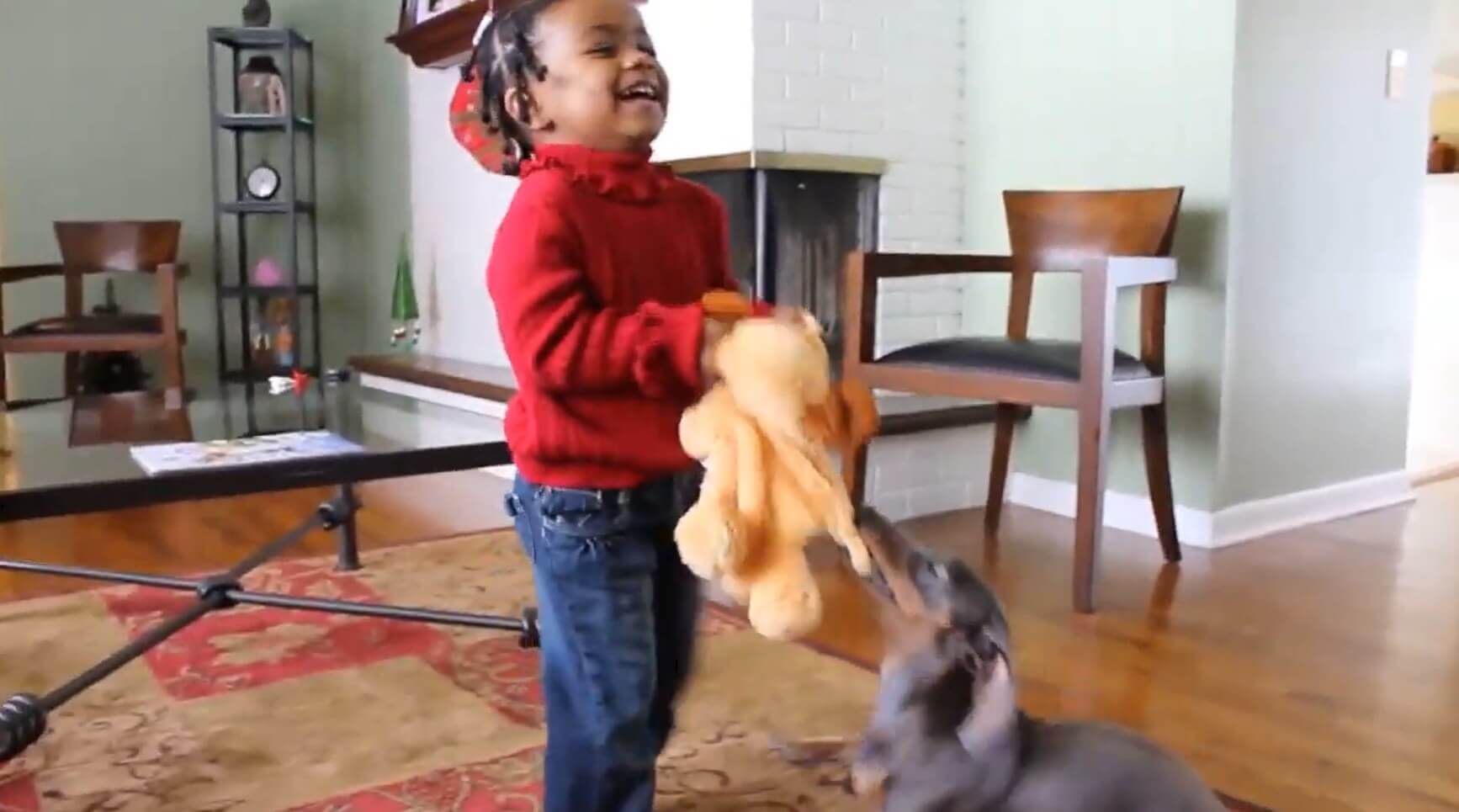 ダックスフンド,動画