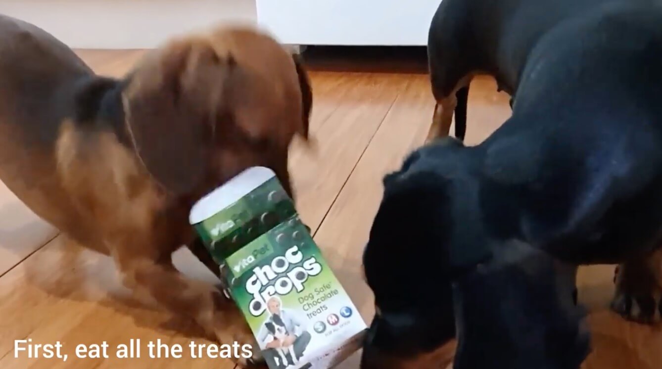 ダックスフンド,動画