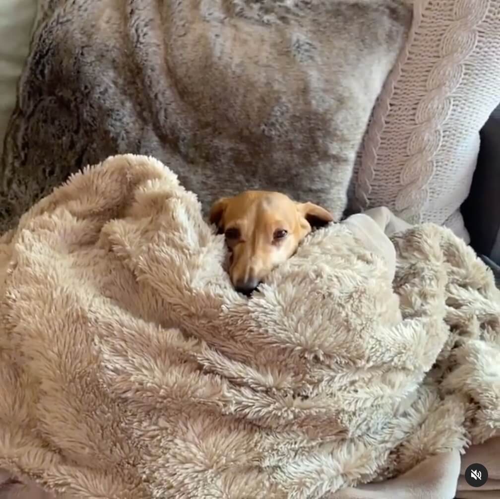 ダックスフンド,動画