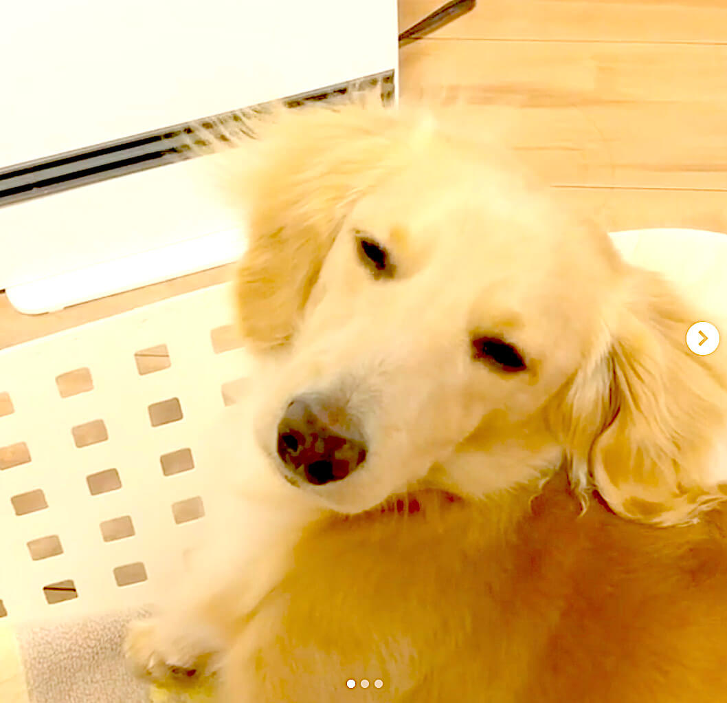 ダックスフンド,動画